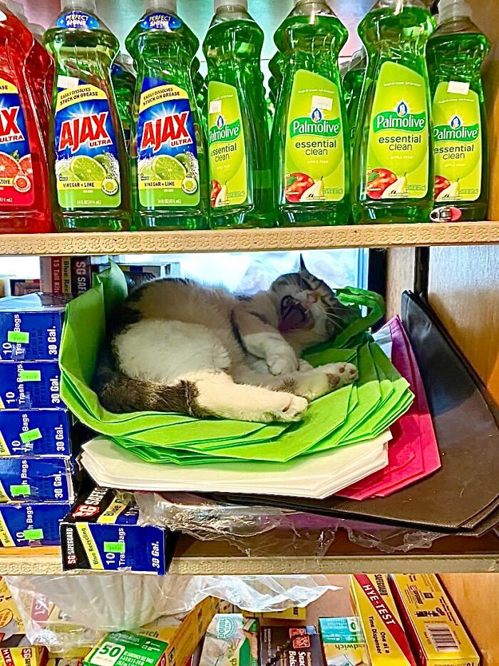 Funny-Store-Cats-Pictures