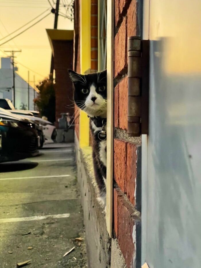 Funny-Store-Cats-Pictures