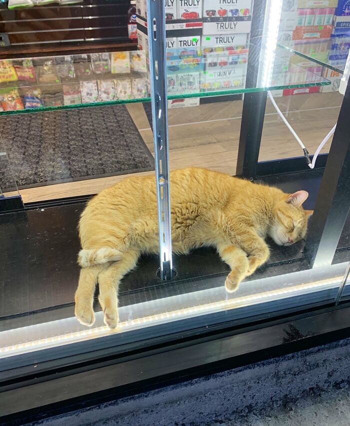 Funny-Store-Cats-Pictures