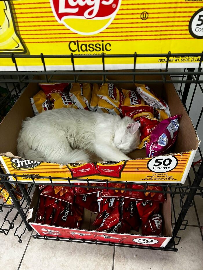 Funny-Store-Cats-Pictures