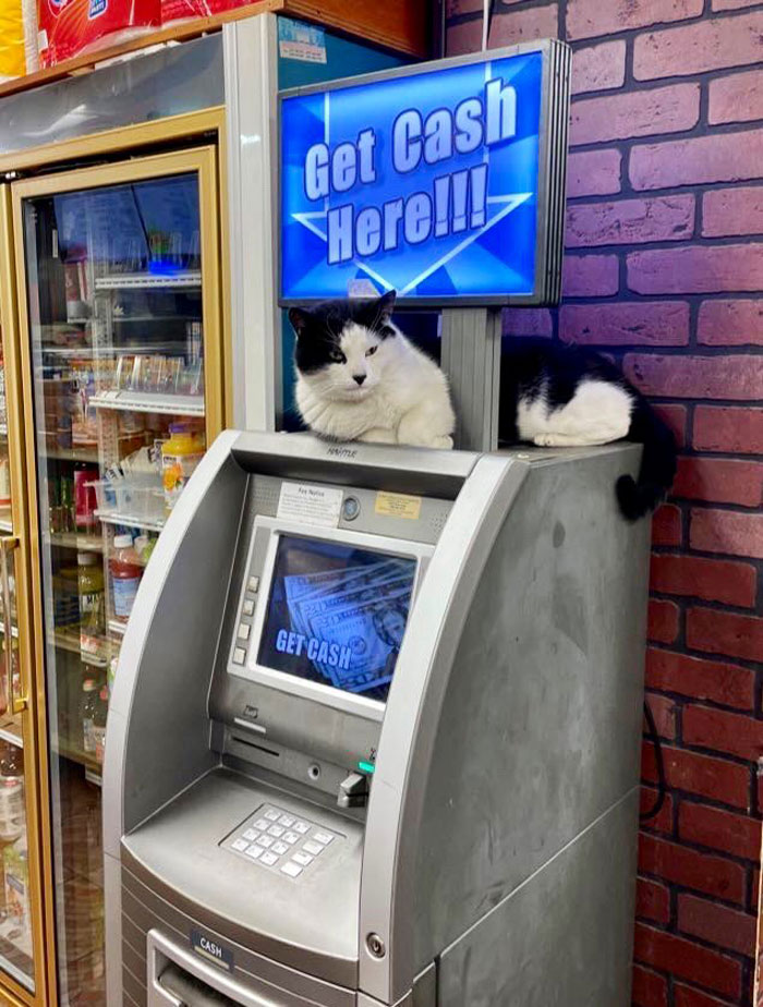 Funny-Store-Cats-Pictures