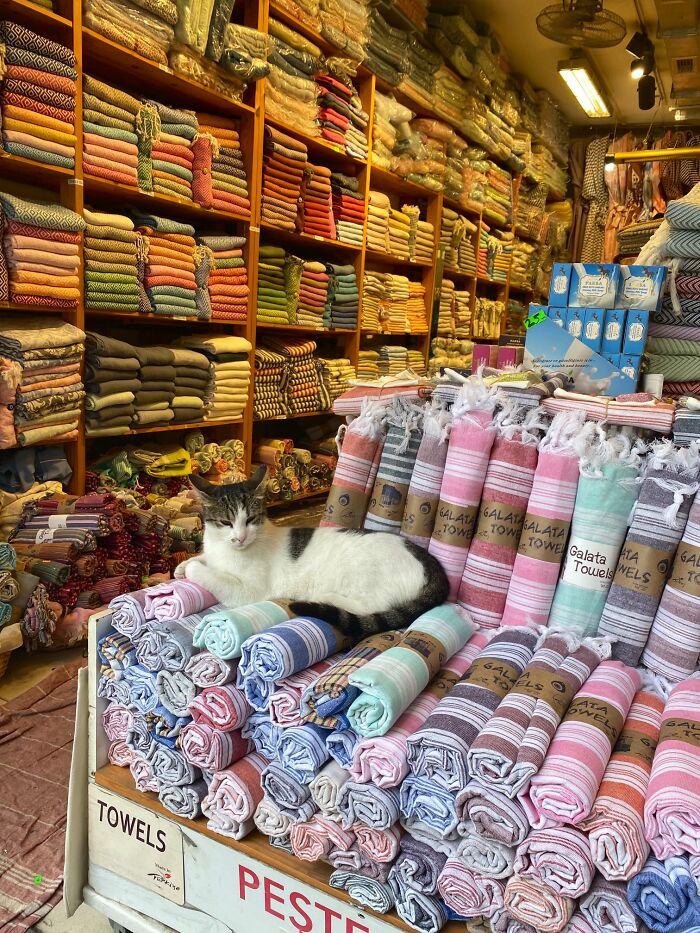 Funny-Store-Cats-Pictures