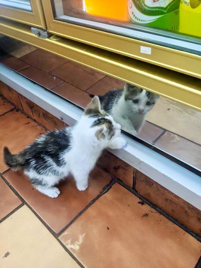 Funny-Store-Cats-Pictures