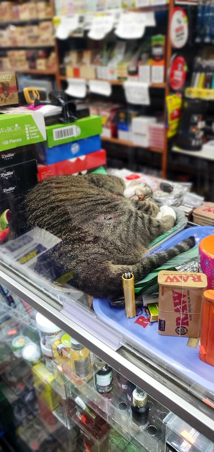 Funny-Store-Cats-Pictures
