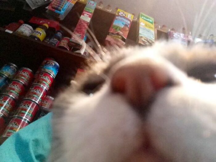 Funny-Store-Cats-Pictures