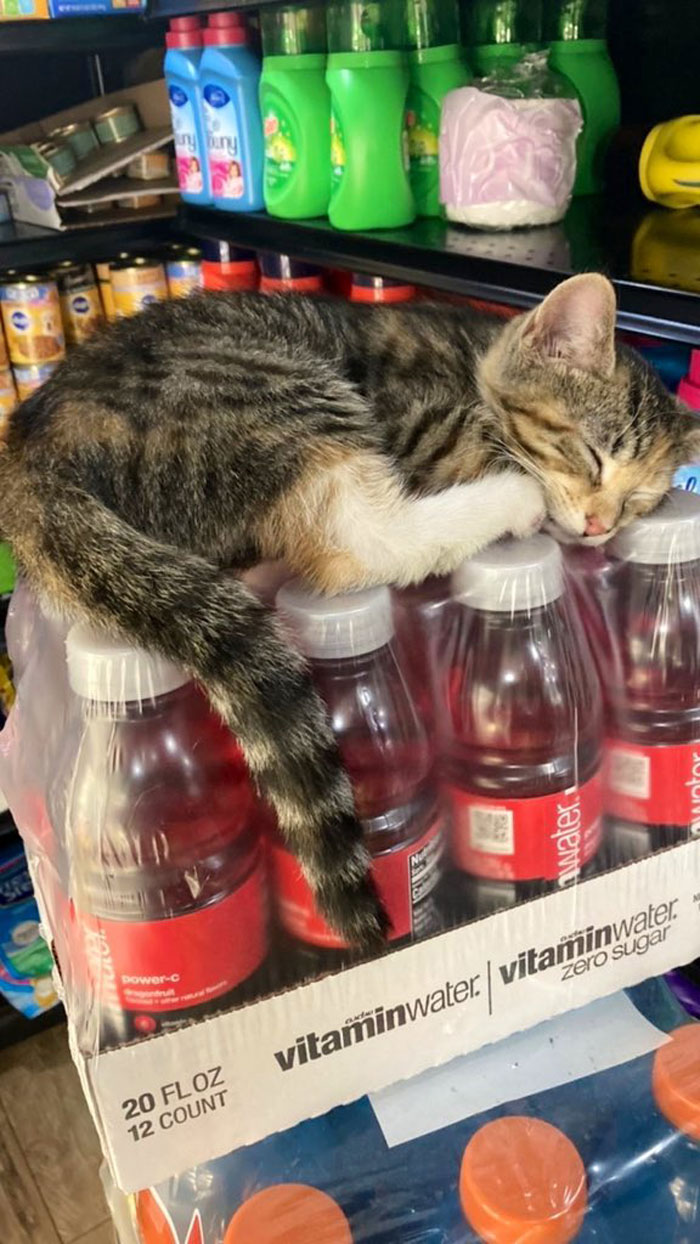 This Twitter Account Collects Photos Of Cats In Small Shops Looking Like They Own The Place (50 New Pics)