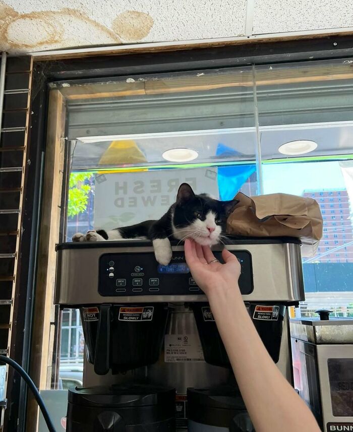 Funny-Store-Cats-Pictures