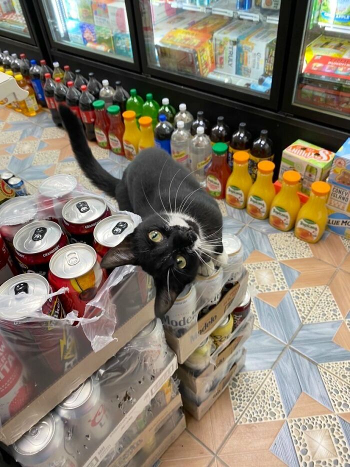 Funny-Store-Cats-Pictures