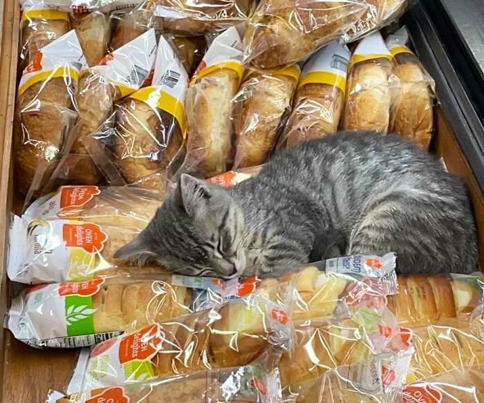 This Twitter Account Collects Photos Of Cats In Small Shops Looking Like They Own The Place (50 New Pics)