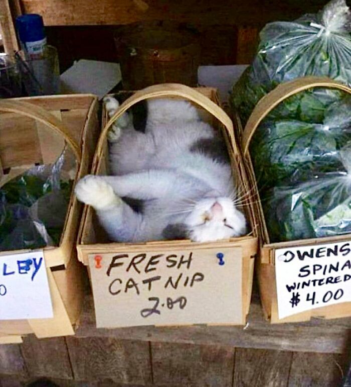 This Twitter Account Collects Photos Of Cats In Small Shops Looking Like They Own The Place (50 New Pics)