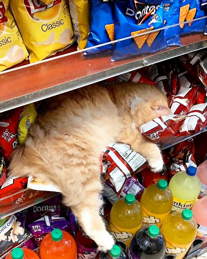 This Twitter Account Collects Photos Of Cats In Small Shops Looking Like They Own The Place (50 New Pics)