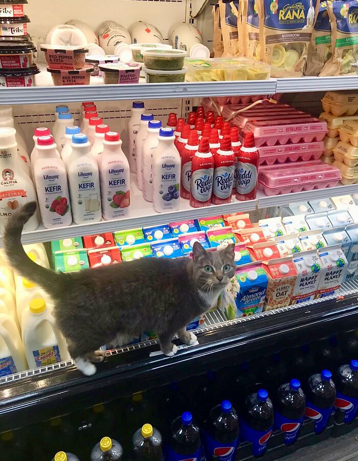 Funny-Store-Cats-Pictures