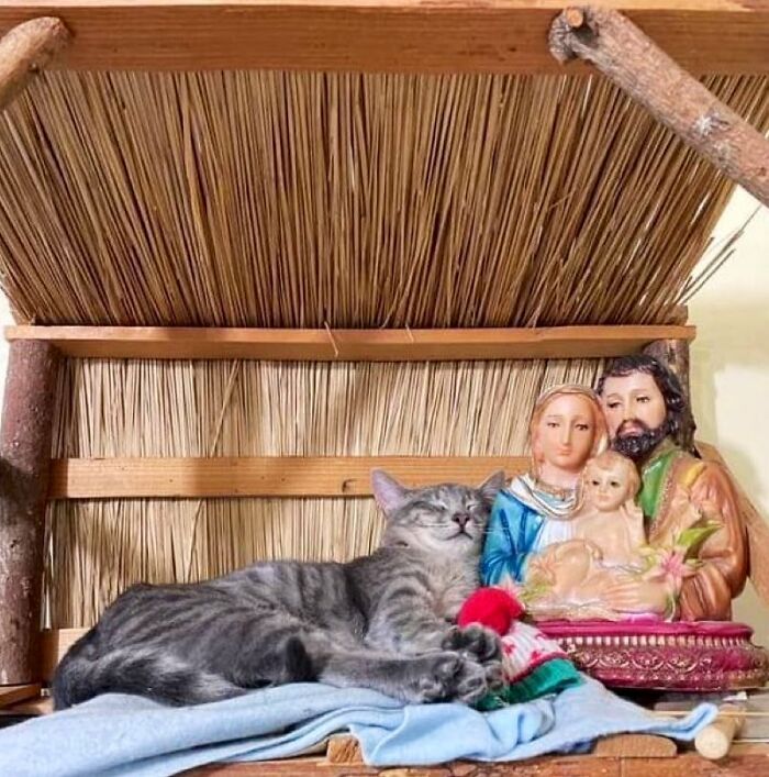 Funny-Store-Cats-Pictures