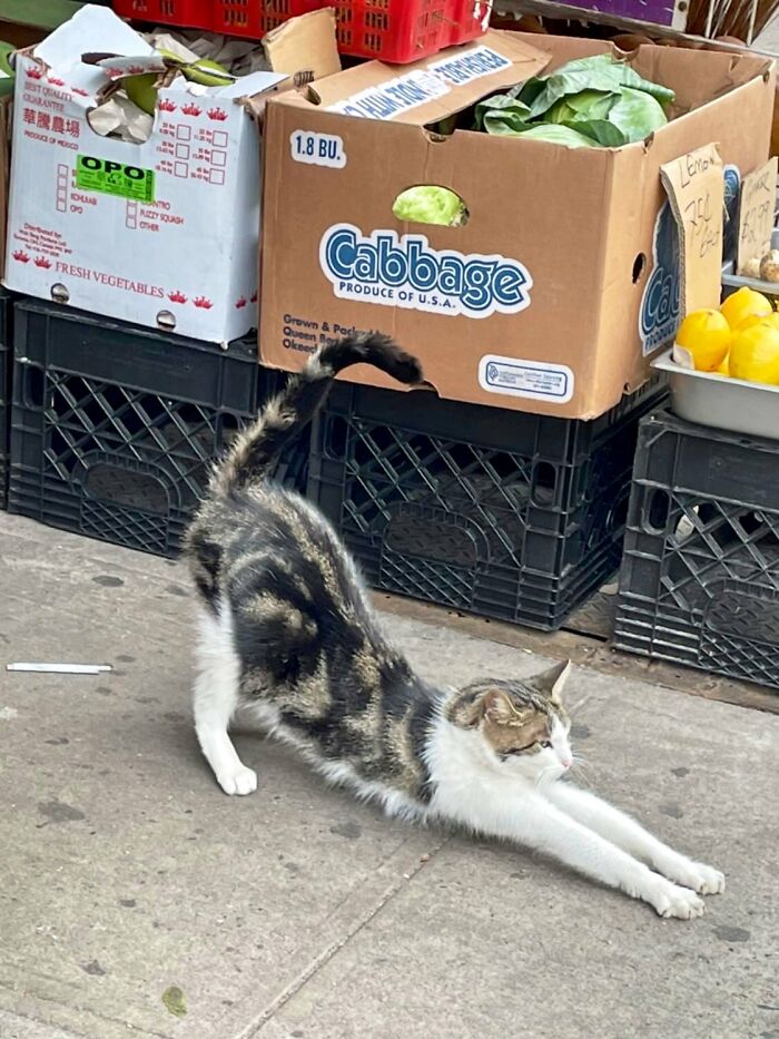 Funny-Store-Cats-Pictures