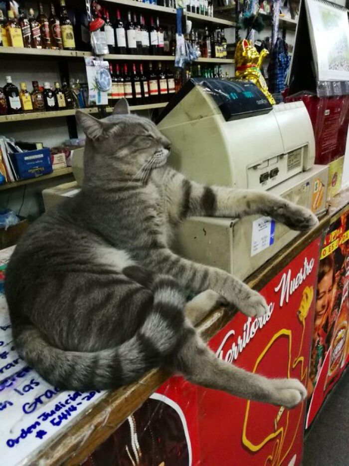This Twitter Account Collects Photos Of Cats In Small Shops Looking Like They Own The Place (50 New Pics)