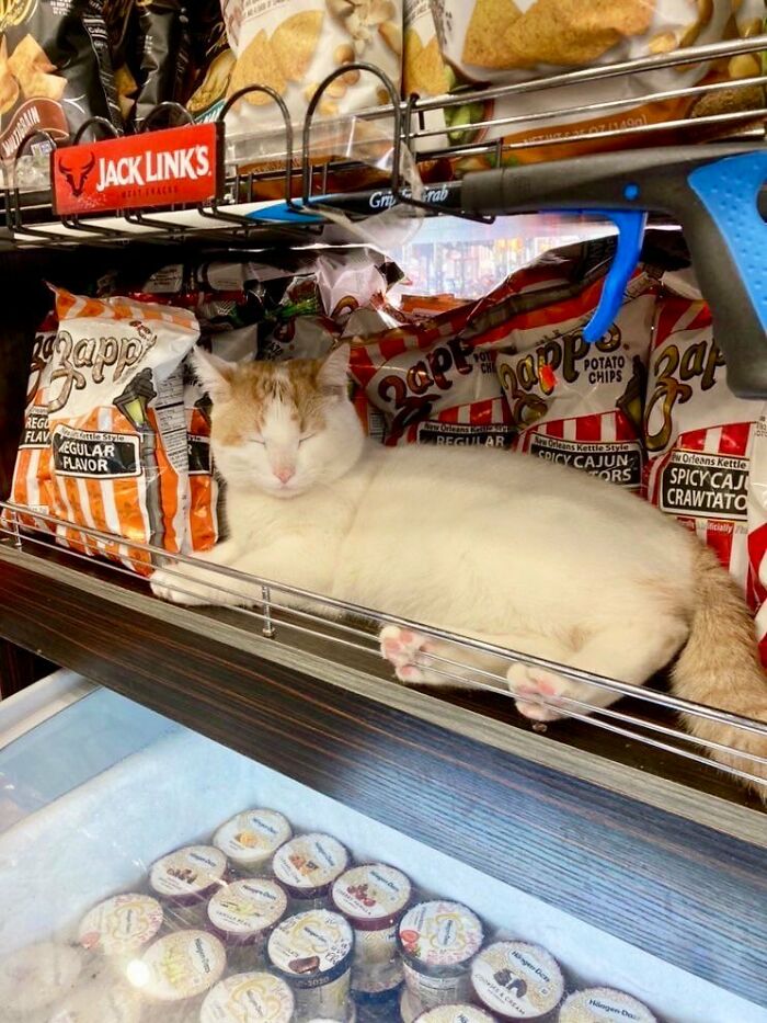 Funny-Store-Cats-Pictures