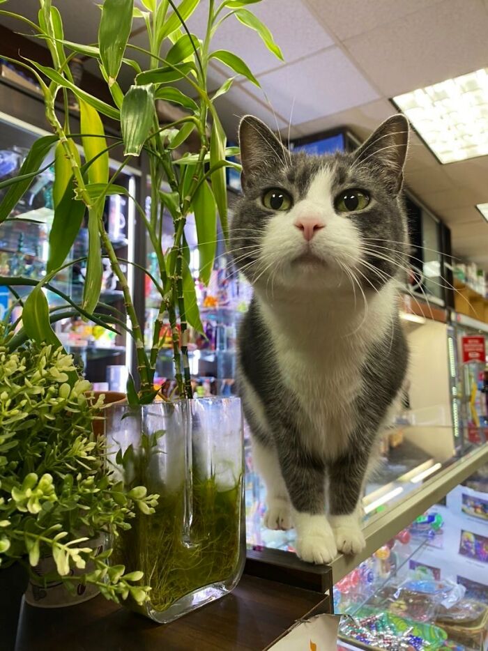 Funny-Store-Cats-Pictures