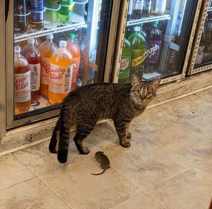 This Twitter Account Collects Photos Of Cats In Small Shops Looking Like They Own The Place (50 New Pics)