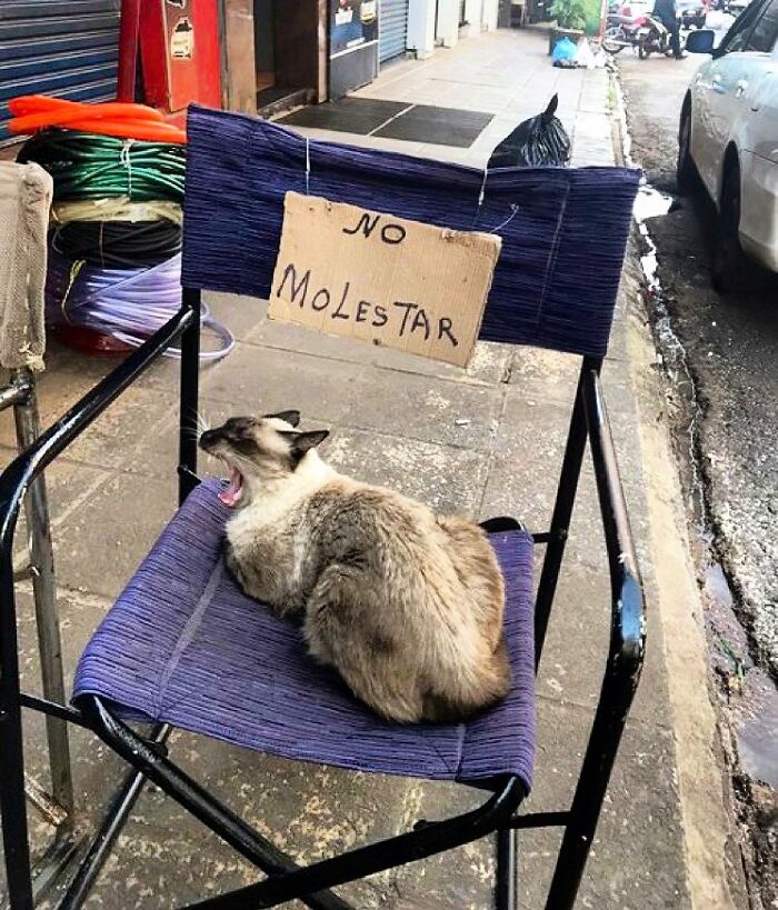 Funny-Store-Cats-Pictures