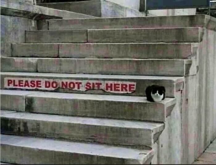 This Twitter Account Collects Photos Of Cats In Small Shops Looking Like They Own The Place (50 New Pics)