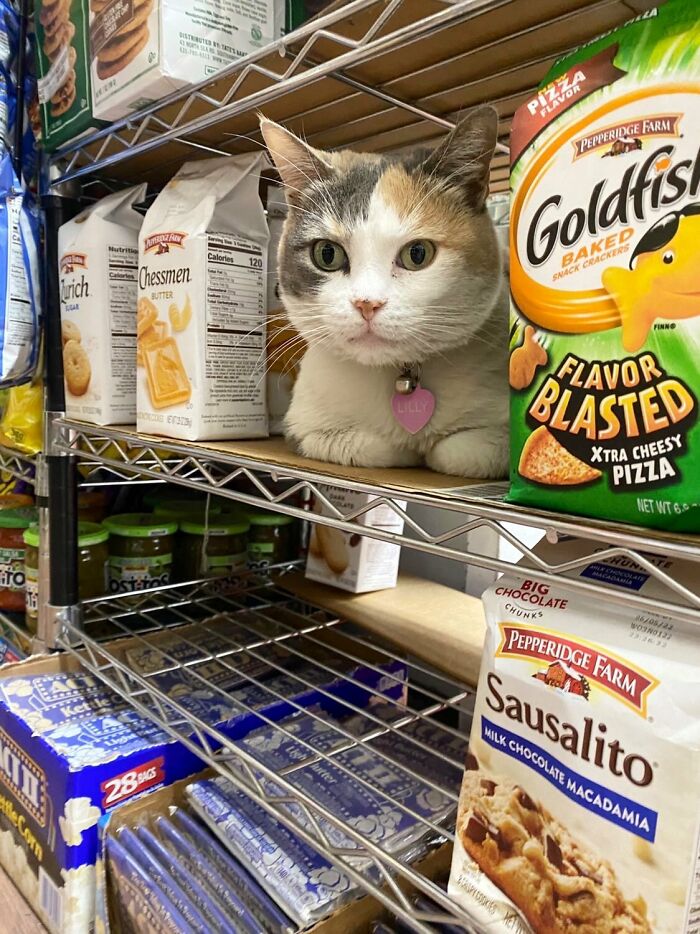 This Twitter Account Collects Photos Of Cats In Small Shops Looking Like They Own The Place (50 New Pics)