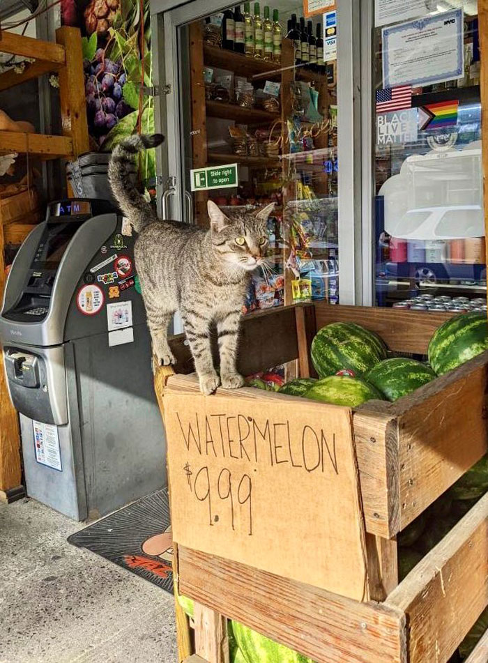 Funny-Store-Cats-Pictures