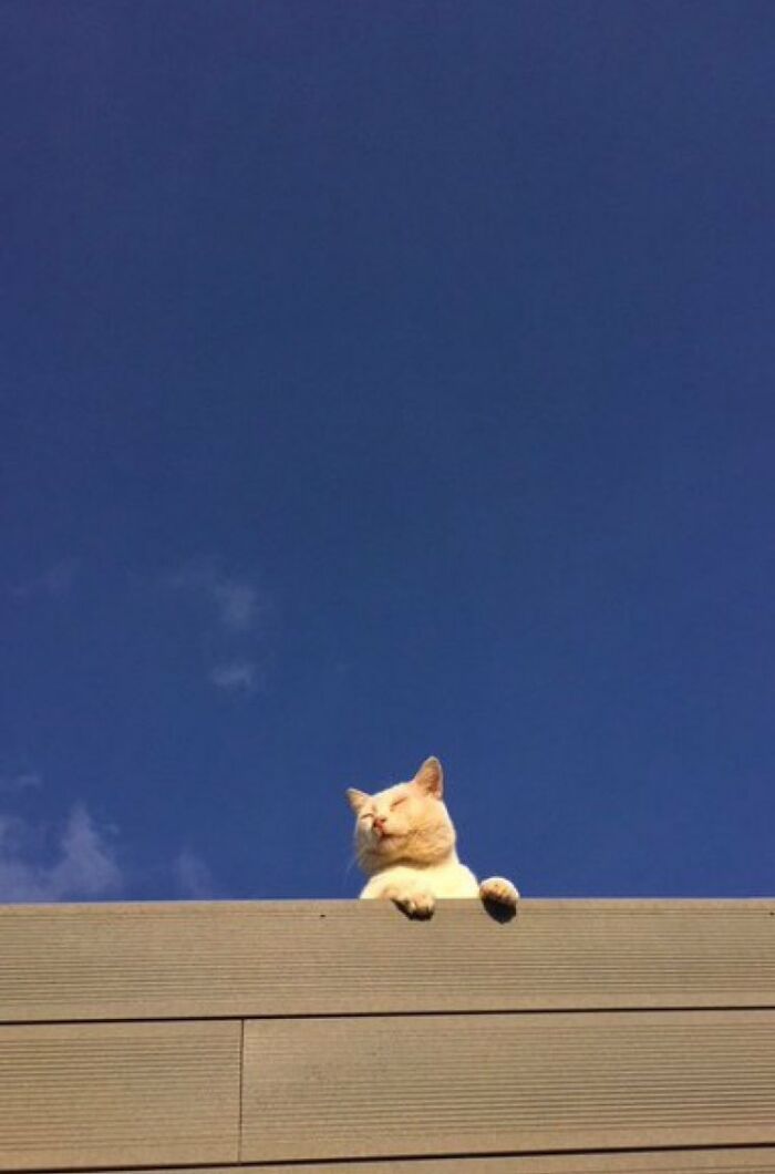 Funny-Store-Cats-Pictures