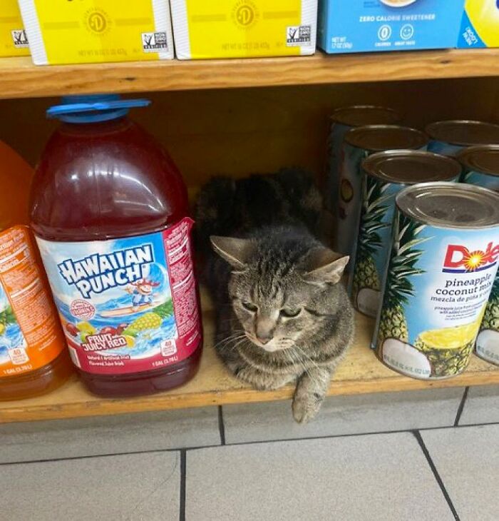 Funny-Store-Cats-Pictures