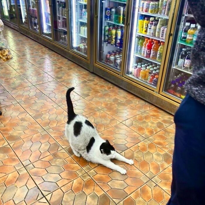 This Twitter Account Collects Photos Of Cats In Small Shops Looking Like They Own The Place (50 New Pics)