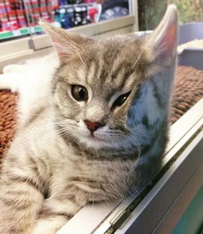 This Twitter Account Collects Photos Of Cats In Small Shops Looking Like They Own The Place (50 New Pics)