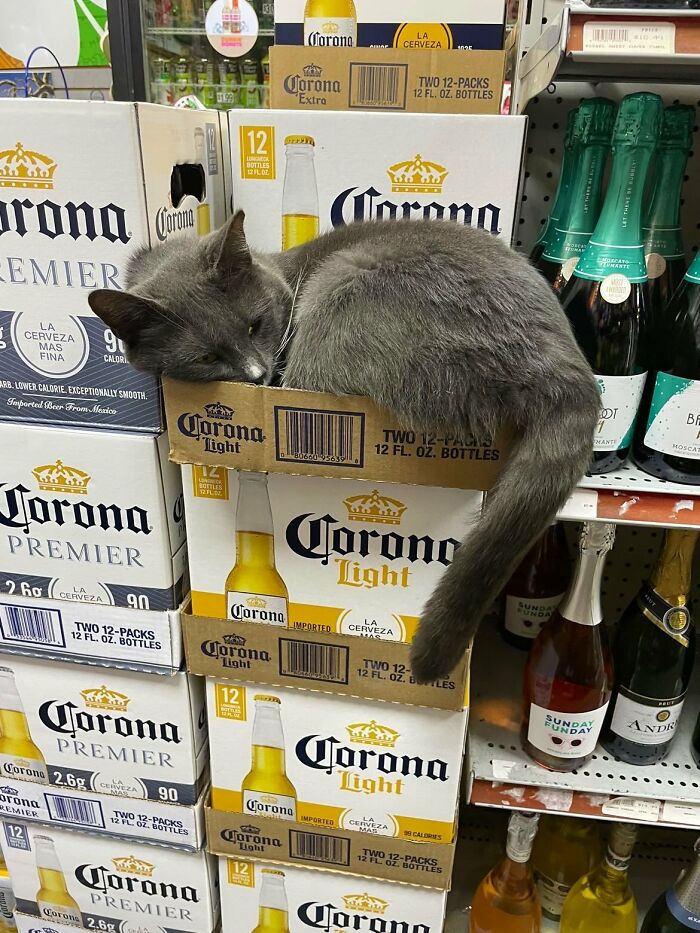 This Twitter Account Collects Photos Of Cats In Small Shops Looking Like They Own The Place (50 New Pics)