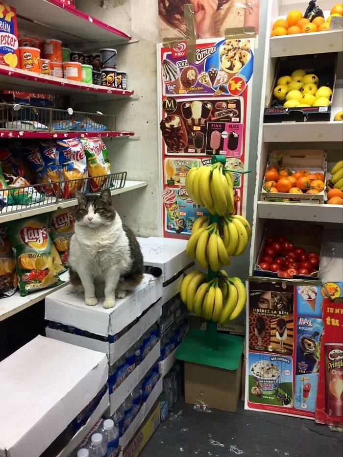 Funny-Store-Cats-Pictures