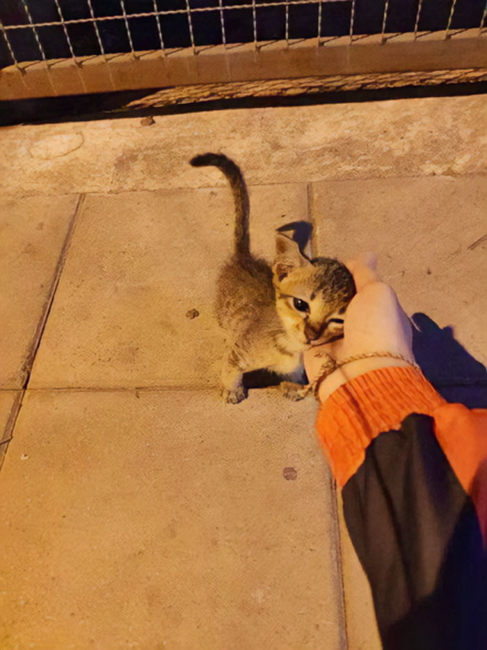 This Twitter Account Collects Photos Of Cats In Small Shops Looking Like They Own The Place (50 New Pics)