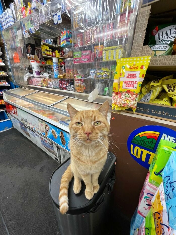 This Twitter Account Collects Photos Of Cats In Small Shops Looking Like They Own The Place (50 New Pics)
