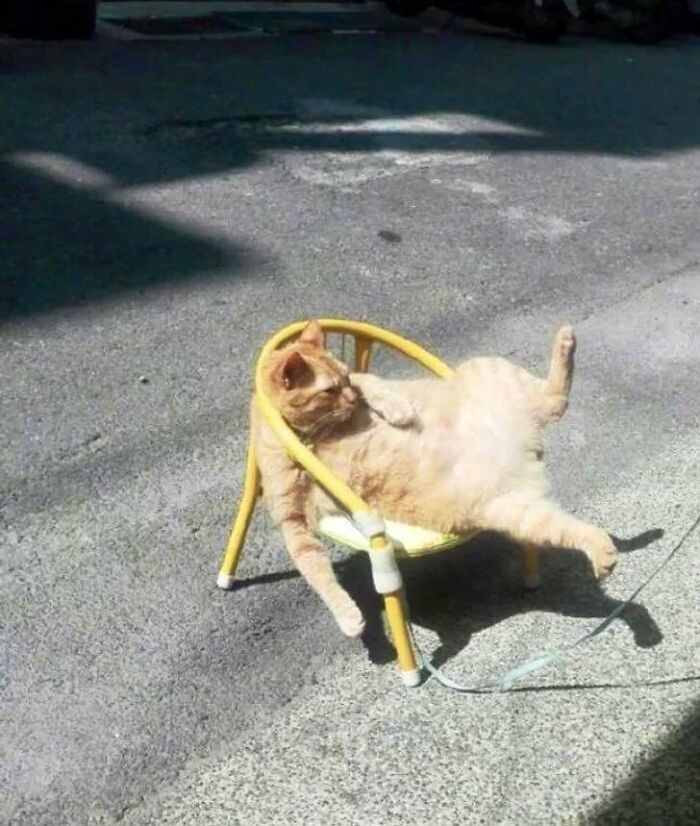 This Twitter Account Collects Photos Of Cats In Small Shops Looking Like They Own The Place (50 New Pics)