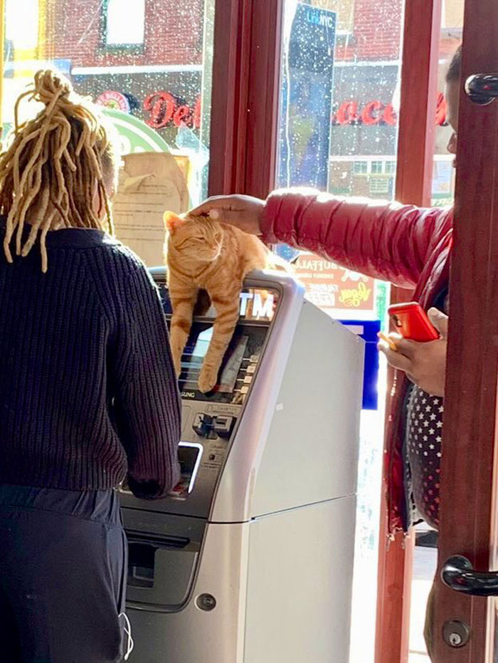 This Twitter Account Collects Photos Of Cats In Small Shops Looking Like They Own The Place (50 New Pics)