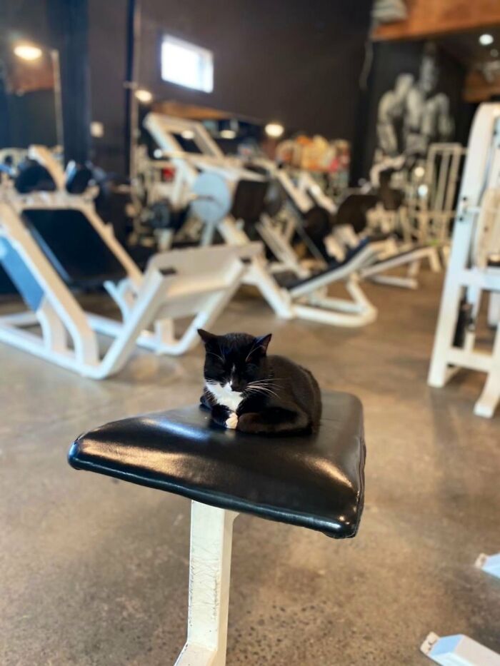 Funny-Store-Cats-Pictures