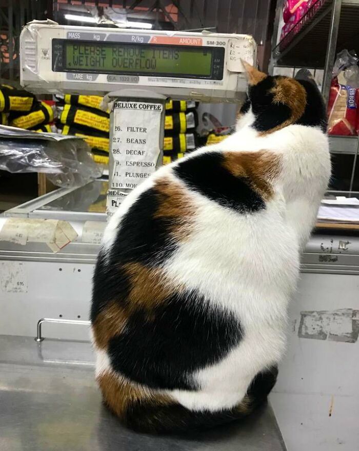 This Twitter Account Collects Photos Of Cats In Small Shops Looking Like They Own The Place (50 New Pics)