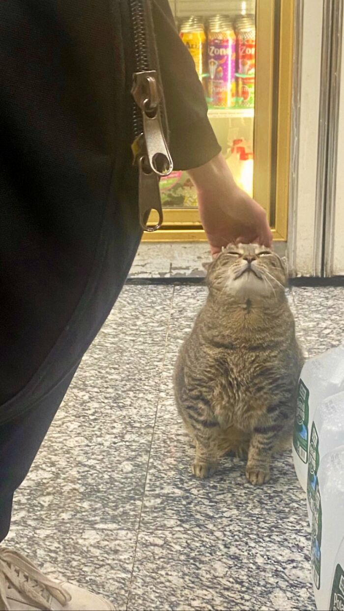 Funny-Store-Cats-Pictures