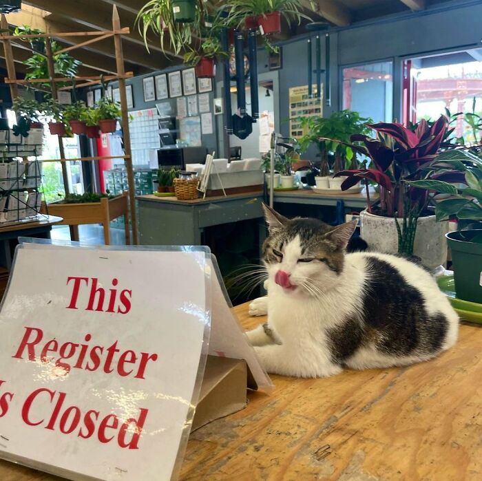 Funny-Store-Cats-Pictures