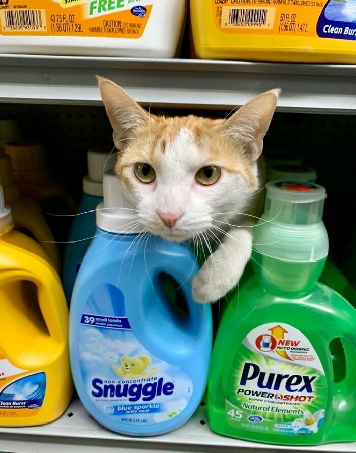 This Twitter Account Collects Photos Of Cats In Small Shops Looking Like They Own The Place (50 New Pics)