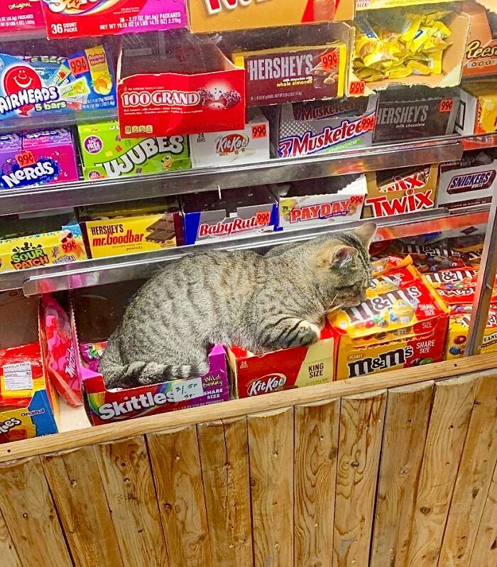 Funny-Store-Cats-Pictures