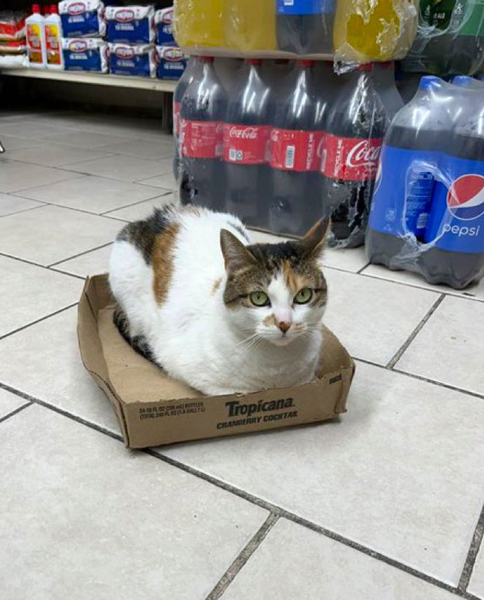 Funny-Store-Cats-Pictures