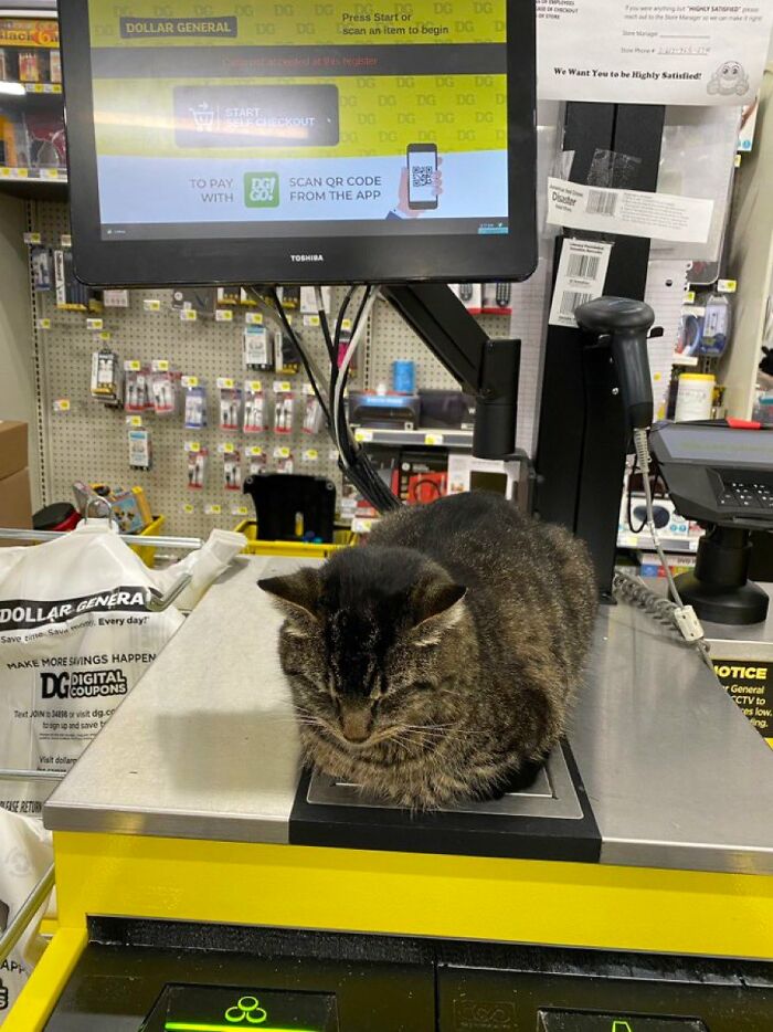 Funny-Store-Cats-Pictures