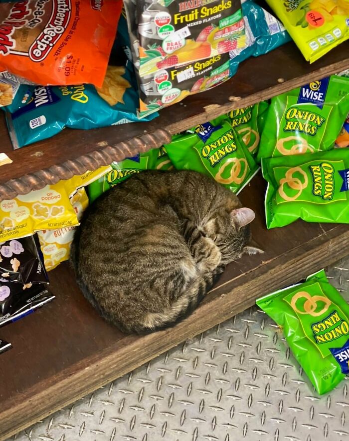 Funny-Store-Cats-Pictures