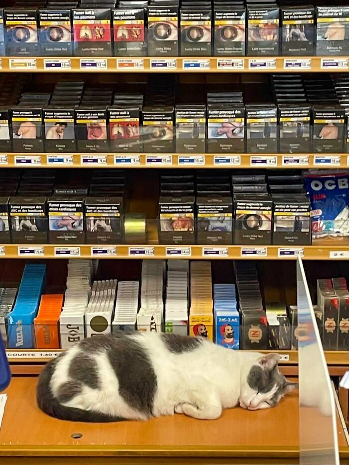 Funny-Store-Cats-Pictures
