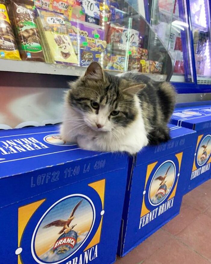 Funny-Store-Cats-Pictures