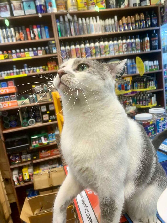 Funny-Store-Cats-Pictures