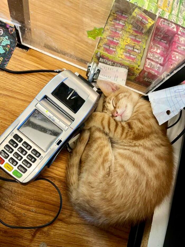 This Twitter Account Collects Photos Of Cats In Small Shops Looking Like They Own The Place (50 New Pics)