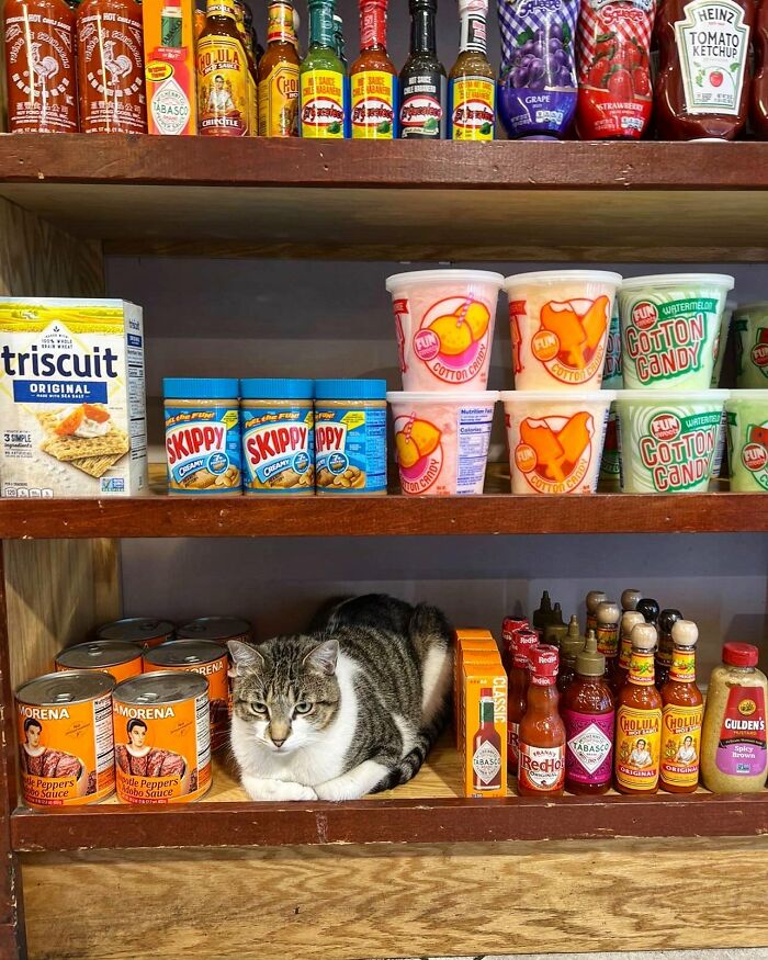 Funny-Store-Cats-Pictures